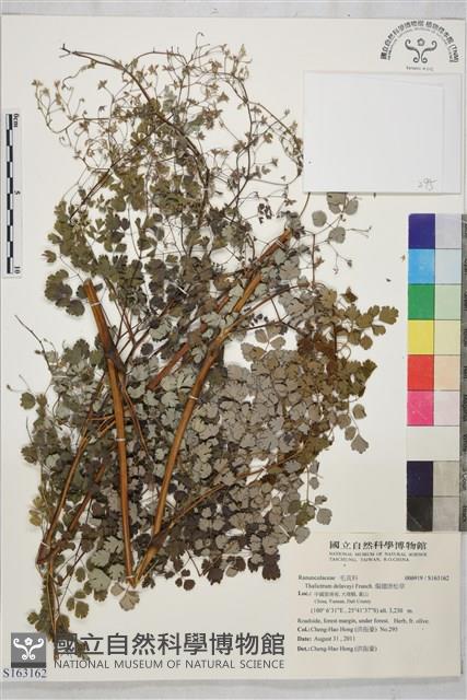 偏翅唐松草藏品圖，第1張