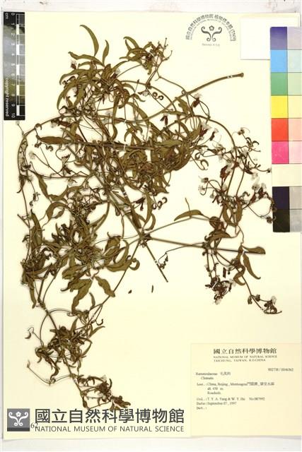 登錄號:S046362藏品圖，第1張