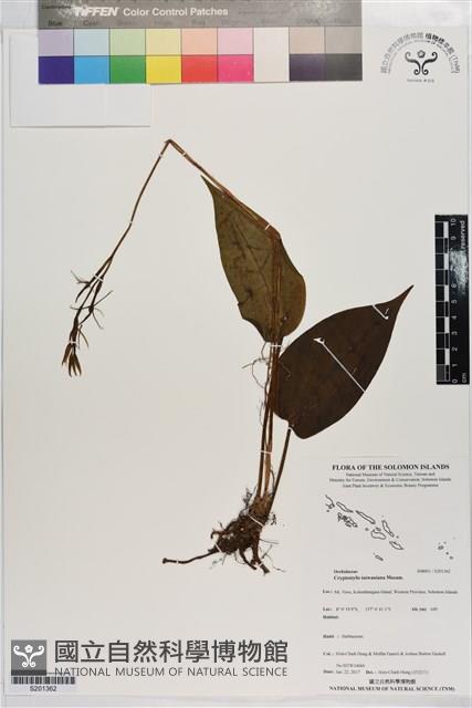 蓬萊隱柱蘭藏品圖，第1張