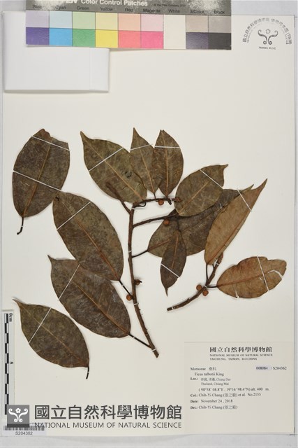 登錄號:S204362藏品圖，第1張