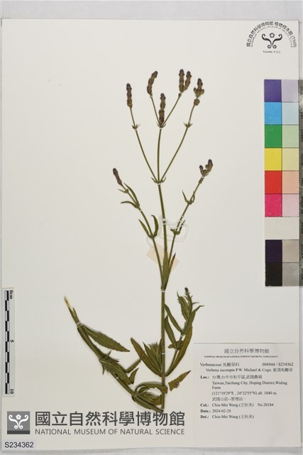 紫頂馬鞭草藏品圖，第1張