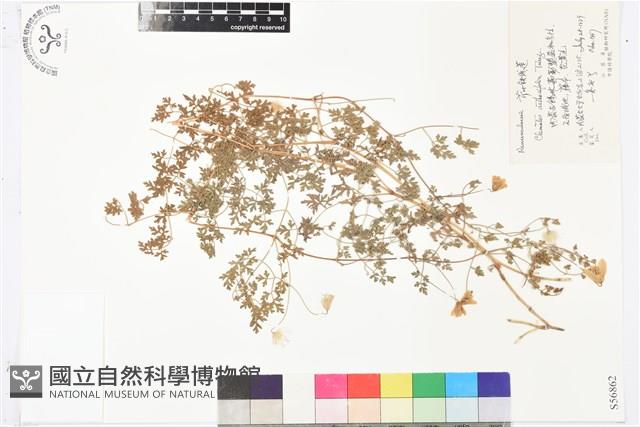 芹葉鐵線蓮藏品圖，第1張