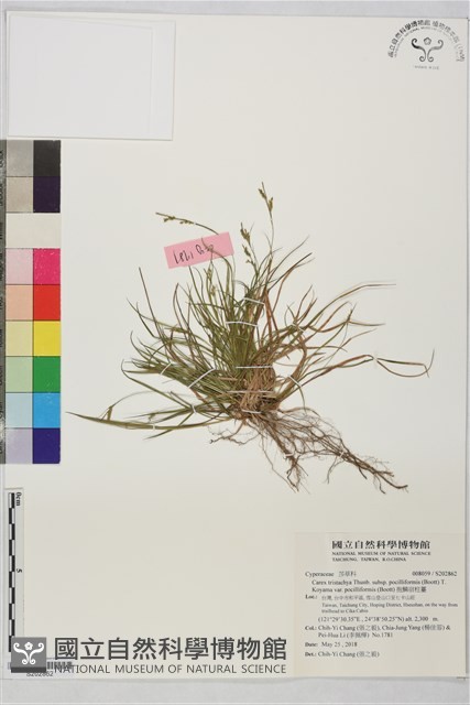 抱鱗宿柱薹藏品圖，第1張