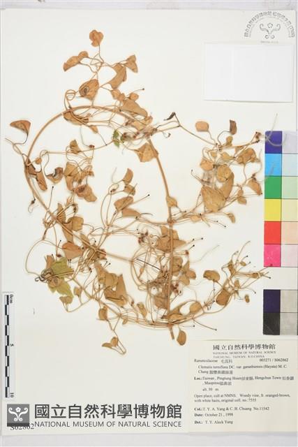 鵝鑾鼻鐵線蓮藏品圖，第2張