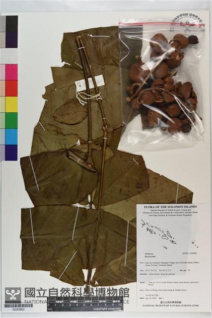 登錄號:S200862藏品圖，第1張