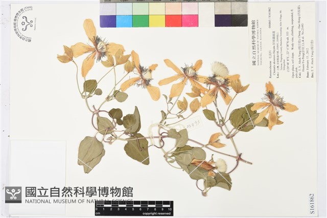 屏東鐵線蓮藏品圖，第1張