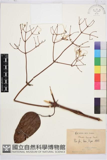 小木通藏品圖，第1張