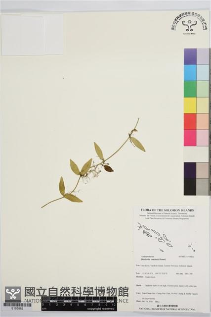 登錄號:S195862藏品圖，第1張