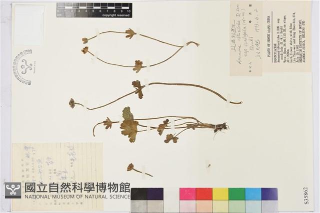 疏齒銀蓮花藏品圖，第1張