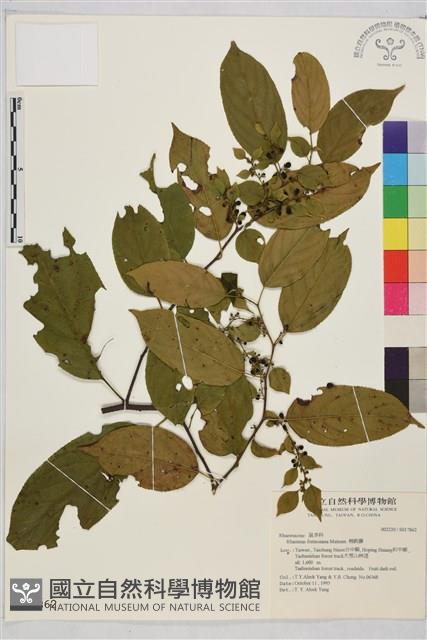 桶鉤藤藏品圖，第1張