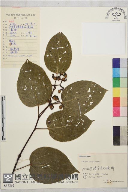 拐棗、枳椇藏品圖，第1張