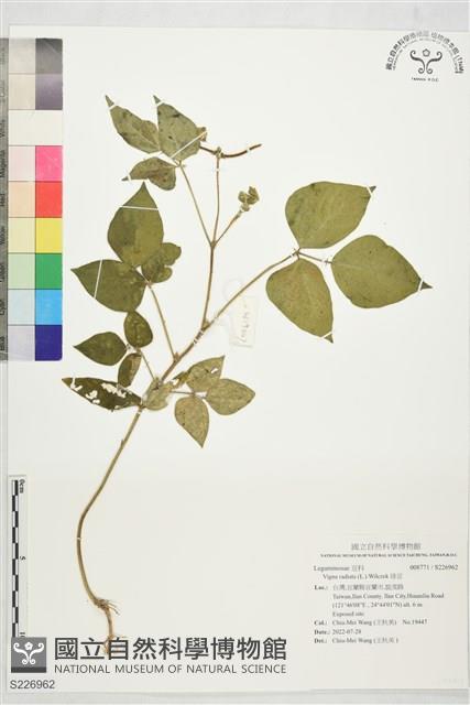 綠豆藏品圖，第1張