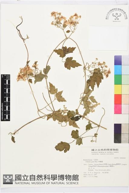 串鼻龍藏品圖，第1張