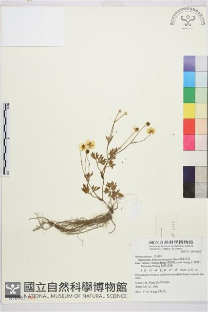 蓬萊毛茛藏品圖，第1張