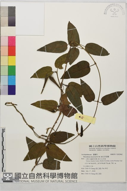 絨毛芙蓉蘭藏品圖，第1張