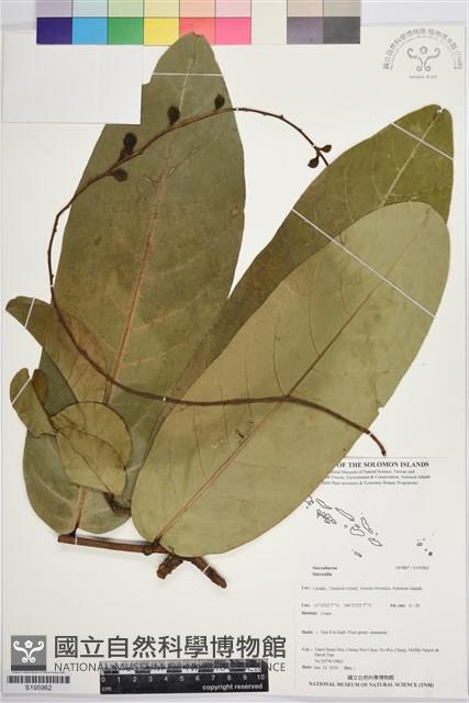 登錄號:S195962藏品圖，第1張