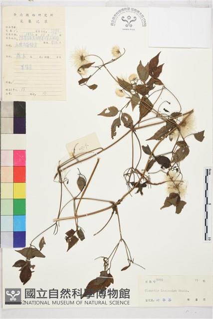 小木通藏品圖，第2張