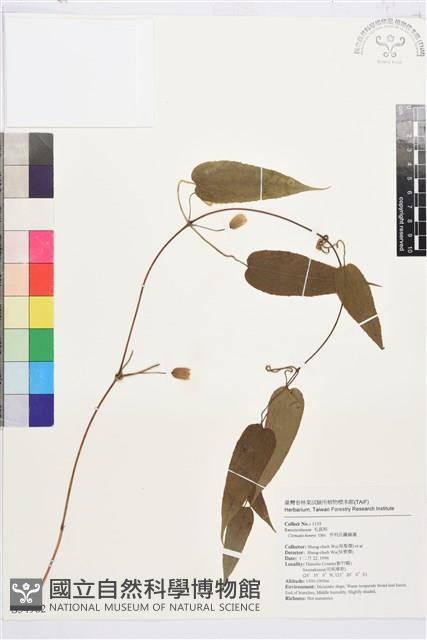 亨利氏鐵線蓮藏品圖，第1張