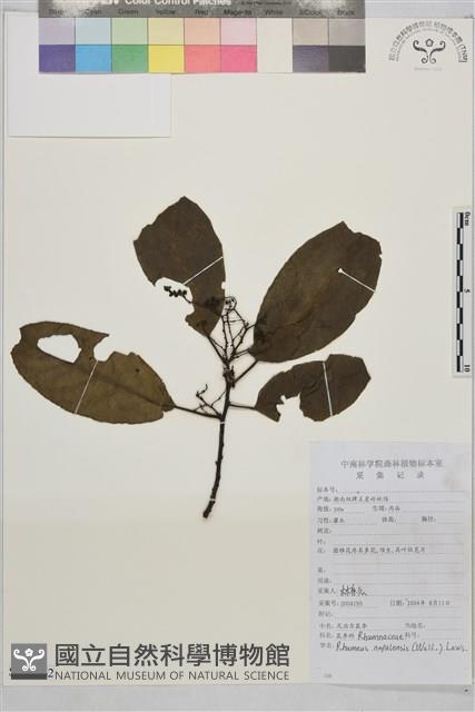 尼泊爾鼠李藏品圖，第1張