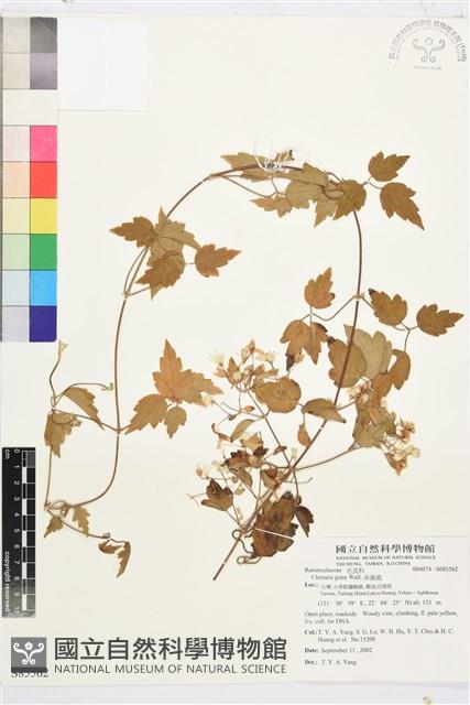 串鼻龍藏品圖，第1張