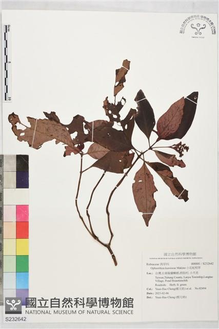 小花蛇根草藏品圖，第1張