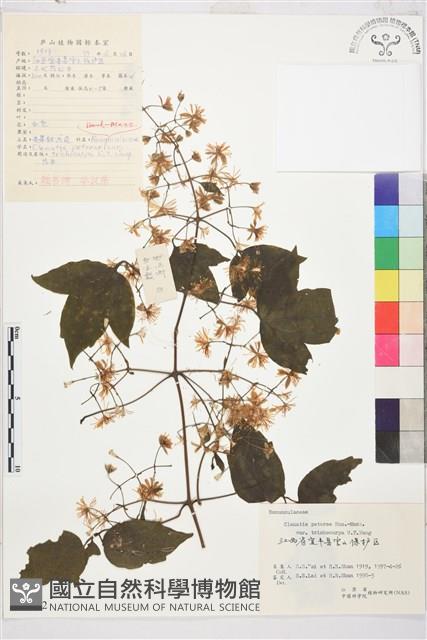 Accession Number:S061642 Collection Image