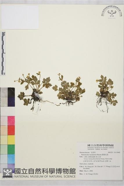 鹿場毛茛藏品圖，第1張