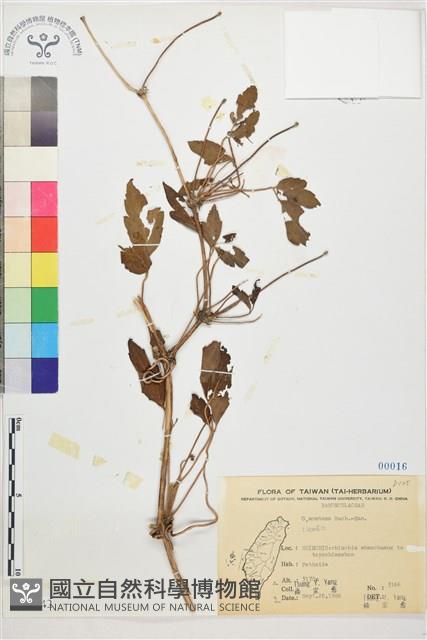 繡球藤藏品圖，第1張