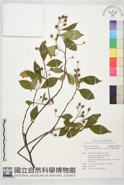 烏皮九芎、奮起湖野茉莉藏品圖，第1張