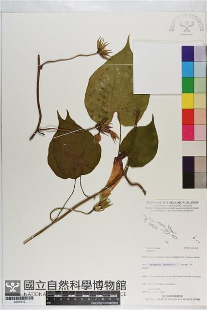 登錄號:S201042藏品圖，第1張