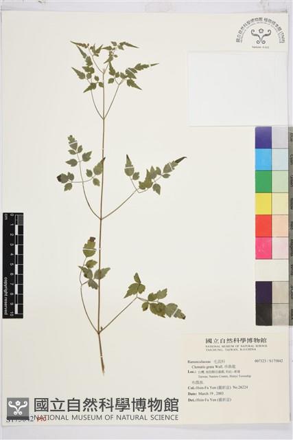 串鼻龍藏品圖，第1張