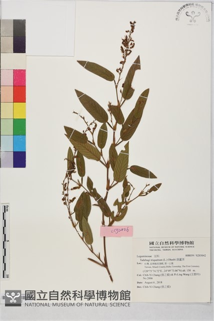 葫蘆茶藏品圖，第1張