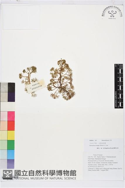 水毛茛藏品圖，第1張