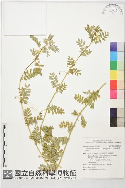 臺灣蒺藜藏品圖，第1張