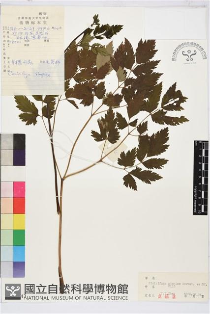 昇麻藏品圖，第2張