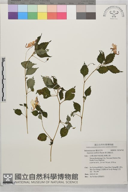 紫花鳳仙花藏品圖，第1張