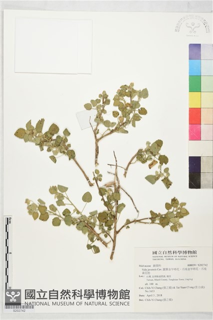 圓葉金午時花、爪哇金午時花、爪哇黃花稔藏品圖，第1張