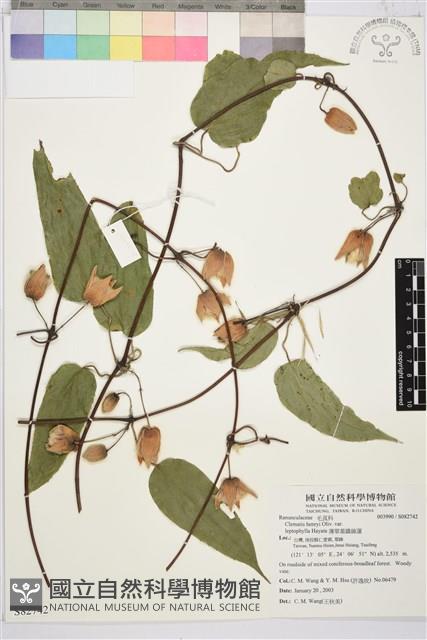 薄單葉鐵線蓮藏品圖，第1張