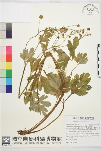 水辣菜、禺毛茛藏品圖，第1張