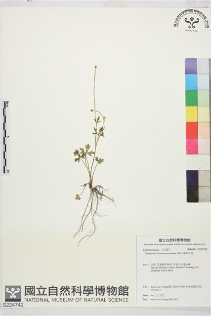 蓬萊毛茛藏品圖，第1張