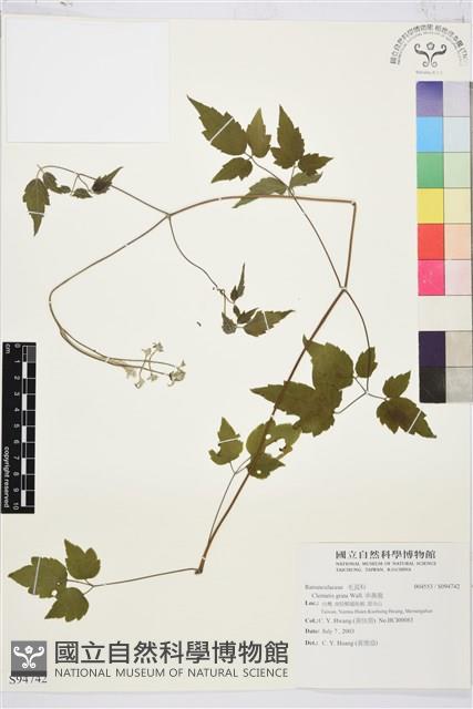 串鼻龍藏品圖，第1張