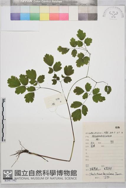 貝加爾唐松草藏品圖，第1張