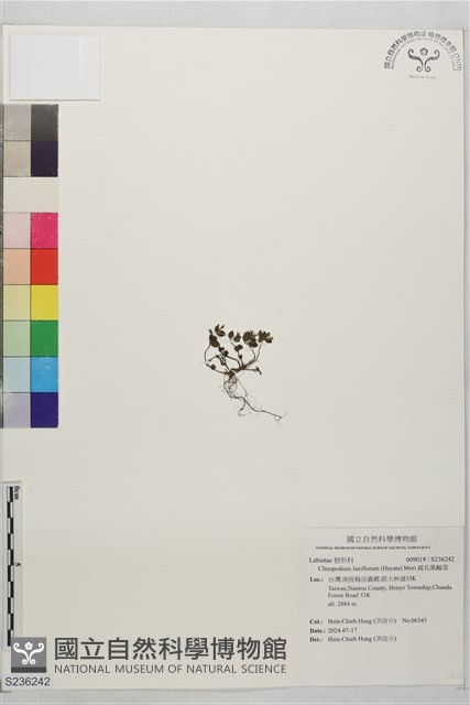 疏花風輪菜藏品圖，第1張