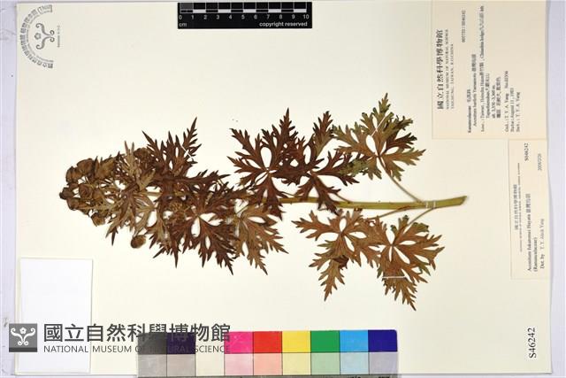 臺灣烏頭藏品圖，第1張