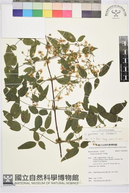 Accession Number:S222242 Collection Image