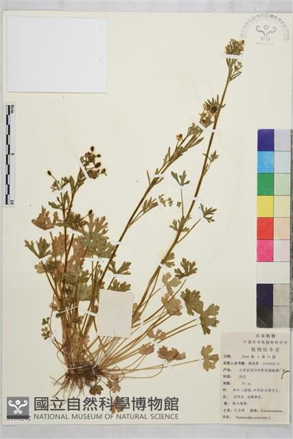 石龍芮藏品圖，第1張