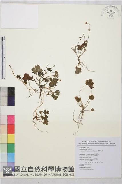 鹿場毛茛藏品圖，第1張