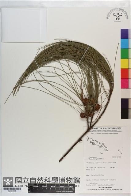 木麻黃藏品圖，第1張