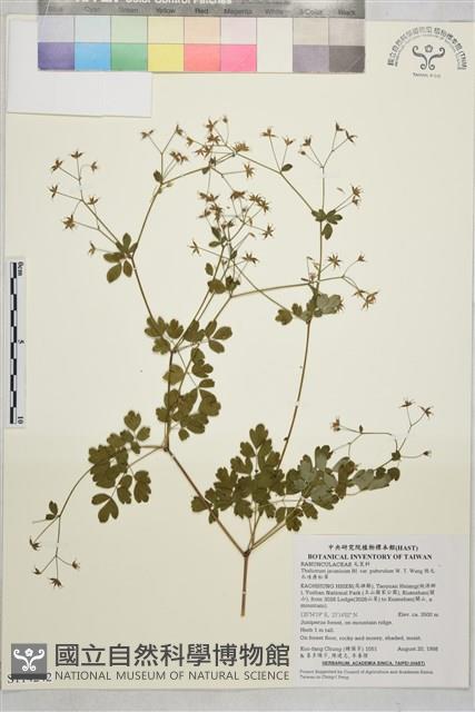 微毛爪哇唐松草藏品圖，第1張