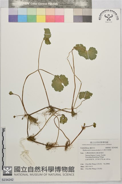 漂浮天胡荽藏品圖，第1張